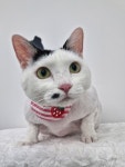 투냥