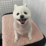다원하개