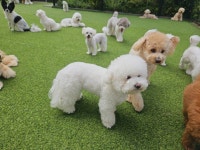 왈도그케어플레이스 구억센터