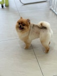 강아지미용실