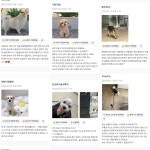 망고펫살롱