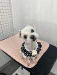 다원하개