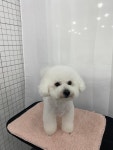 다원하개
