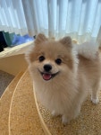 더하우스