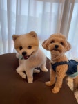 더하우스