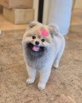 블랑퍼피 펫살롱