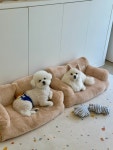 러블리댕