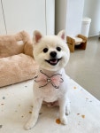 러블리댕