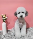띠아몽 펫살롱