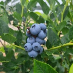 비봉농원 블루베리 체험농장