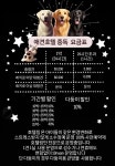 애견호텔 중독