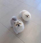 루이비독