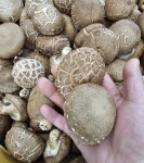 올잇마켓배곧점