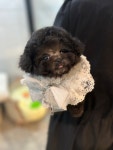 마벨앤퍼피켄넬