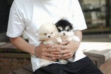 인천강아지분양 고양이분양 엘르펫