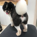 유얼도그