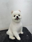 개몽이네