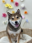 이쁘개