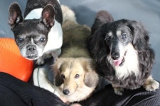 워너비독 애견호텔/강아지유치원/애견미용