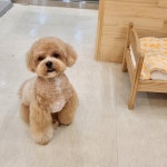 댕댕사우나