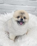 우리몽