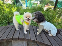 슬기로운 멍생활