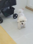 두부네 펫살롱