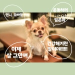 블러썸PT