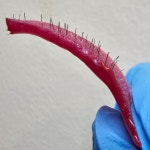 라이콘왁싱 전주 딥뷰티 신시가지점