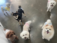 멍그니엘 애견호텔 수원점