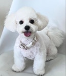 영주애견미용실 여기오개