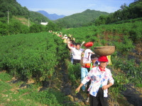 제천 산야초마을
