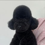 영주애견미용실 여기오개