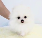 베비댕
