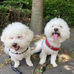 멍그니엘 애견호텔 수원점