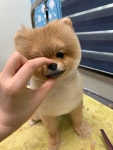 초코네애견샵