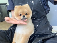 초코네애견샵