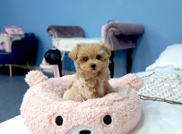 부산강아지분양 고양이분양 베스트펫