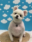 초코네애견샵