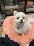 초코네애견샵