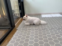 초코네애견샵