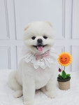 몽끌림