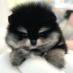 플랜멍 강아지분양 포항점