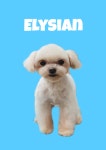 엘리시안 퍼피