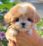 플랜멍 강아지분양 포항점