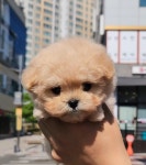 플랜멍 강아지분양 포항점