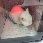 고양이미용실냥냥박사