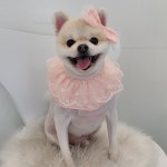 이쁘개애견샵