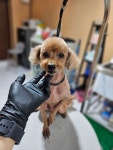 왈왈그루밍