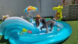 소소하개 애견유치원 애견호텔